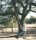yard tree swing