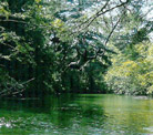 River Rope Swing in Shade